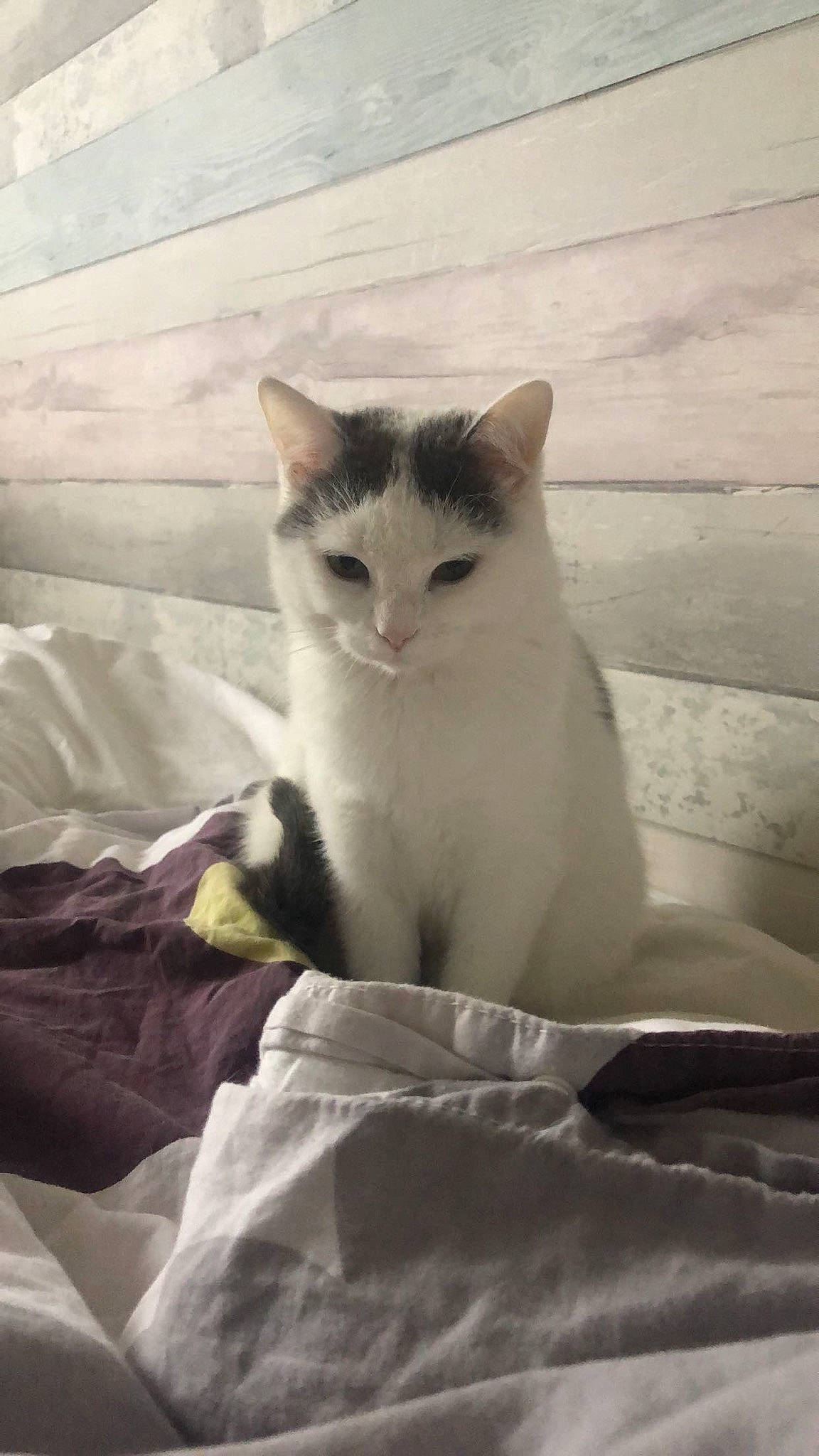 Fendy participe au concours pour gagner de l'argent avec cette photo : bedding, carnivore, cat, comfort, domestic_short_haired_cat, felidae, fur, linens, monochrome, monochrome_photography, paw, room, sitting, small_to_medium_sized_cats, snout, tail, terrestrial_animal, whiskers, wood