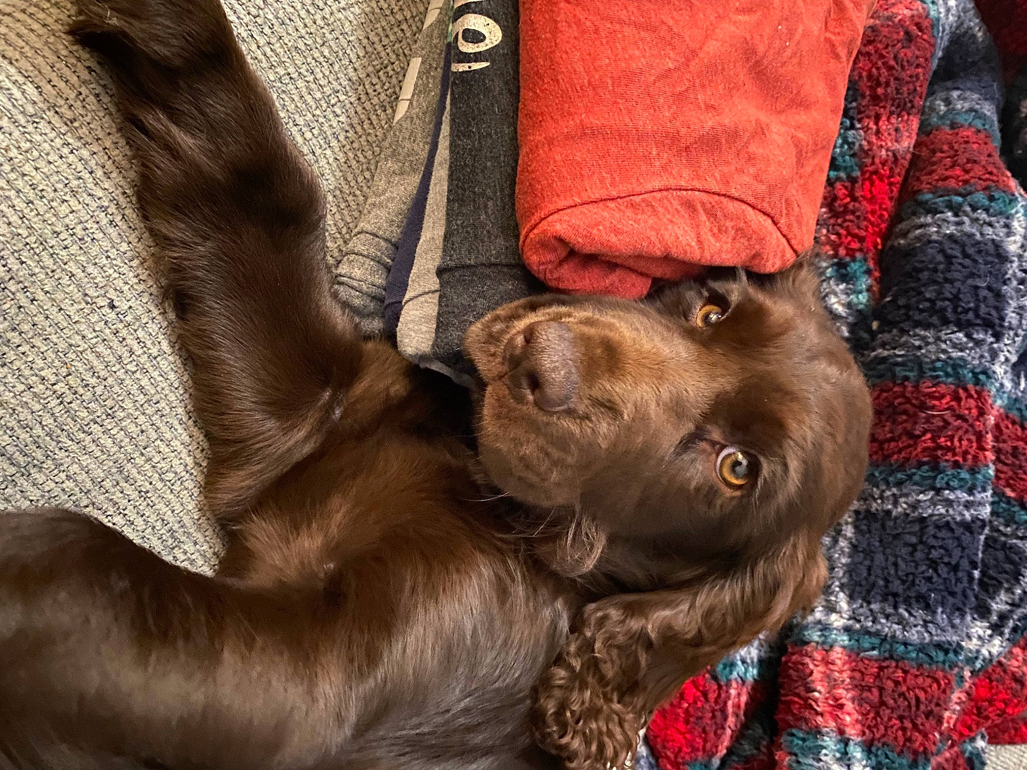 Oakley is registered to the contest to win money with this photo: canidae, carnivore, collar, comfort, companion_dog, dog, dog_breed, dog_collar, fur, gun_dog, liver, pattern, plaid, sleeve, snout, sporting_group, tartan, textile, working_animal, wrinkle