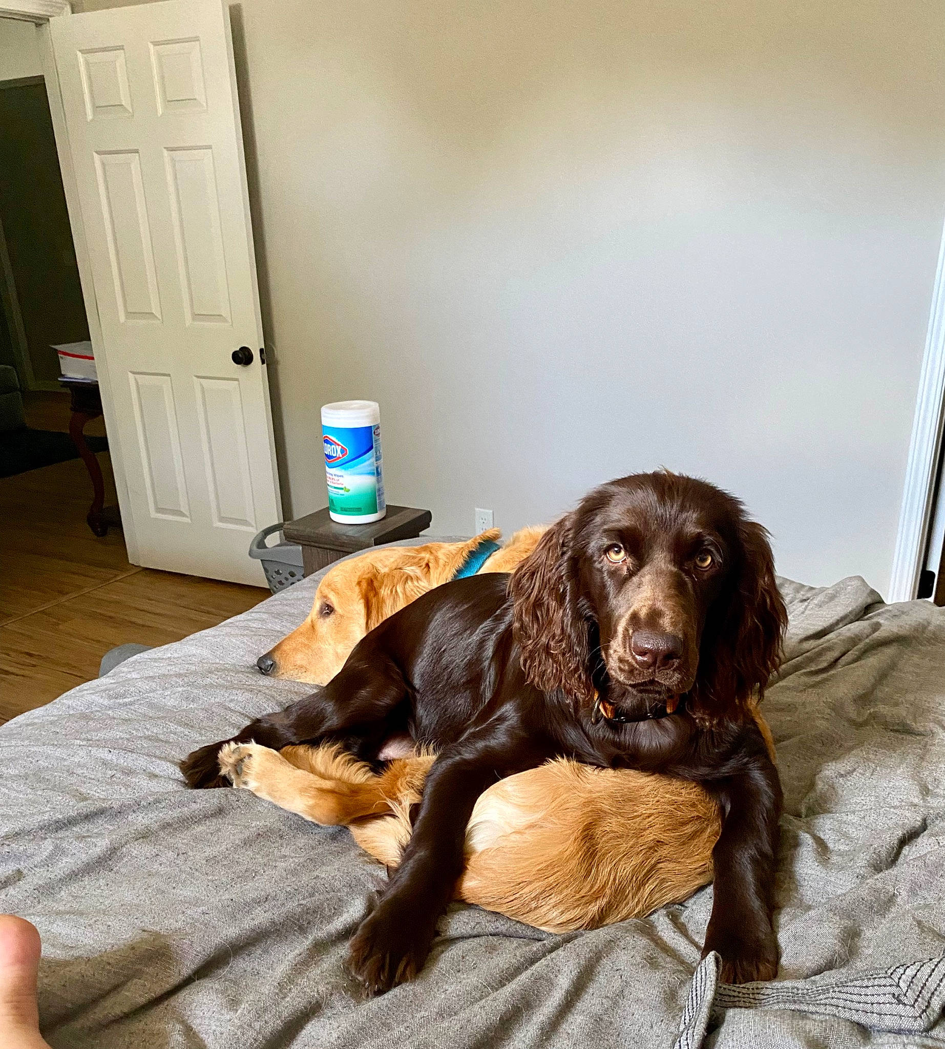 Oakley joined the competition — help win amazing prizes! carnivore, chair, cocker_spaniel, comfort, companion_dog, dog, dog_breed, door, fawn, floor, flooring, fur, guard_dog, hardwood, liver, retriever, snout, spaniel, wood, working_animal