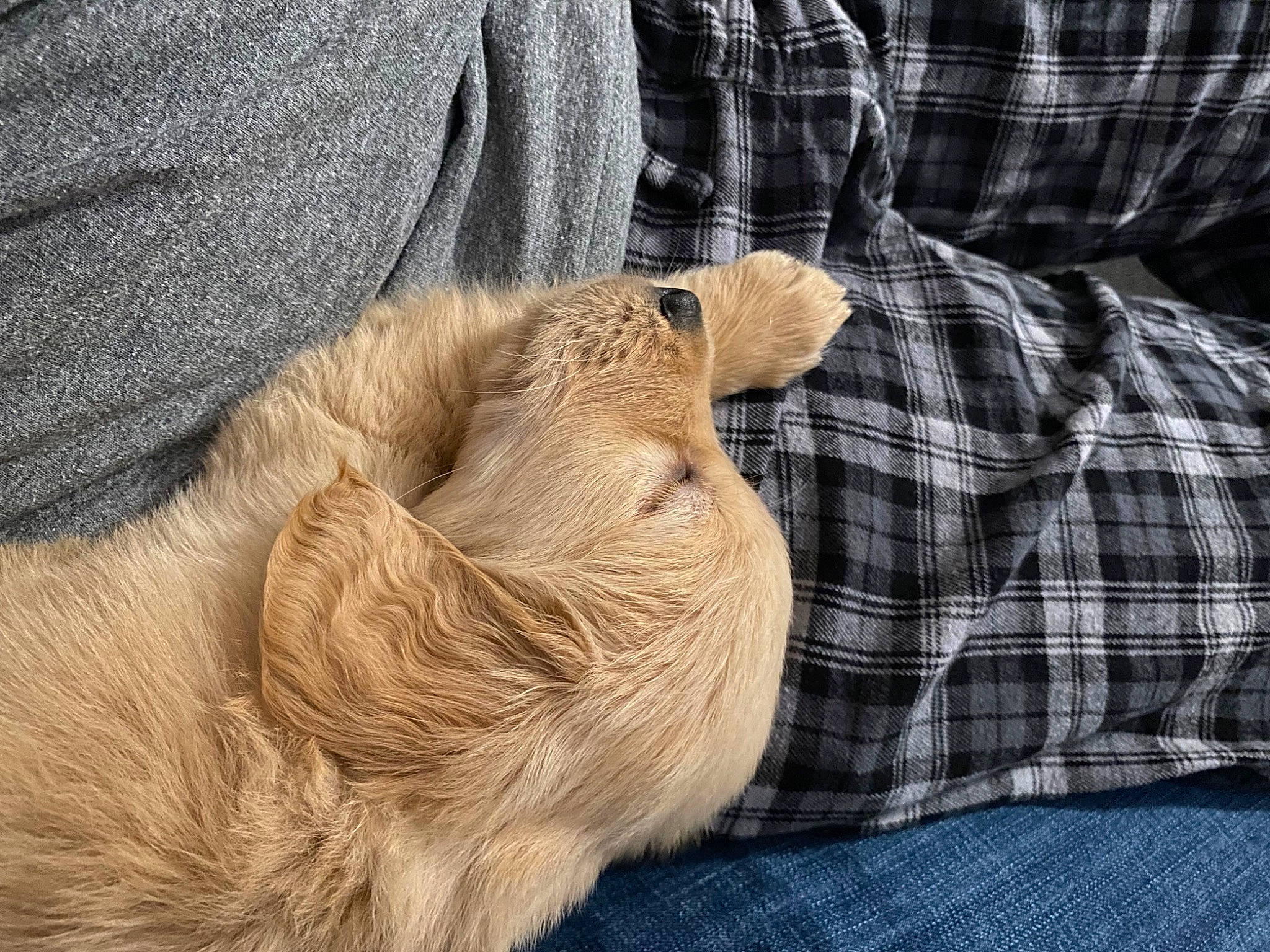 Sadie is registered to the contest to win money with this photo: carnivore, collar, comfort, dog_breed, felidae, fur, fur_clothing, human_leg, linens, liver, pattern, plaid, sleeve, small_to_medium_sized_cats, tail, tartan, textile, whiskers, wood, wrinkle