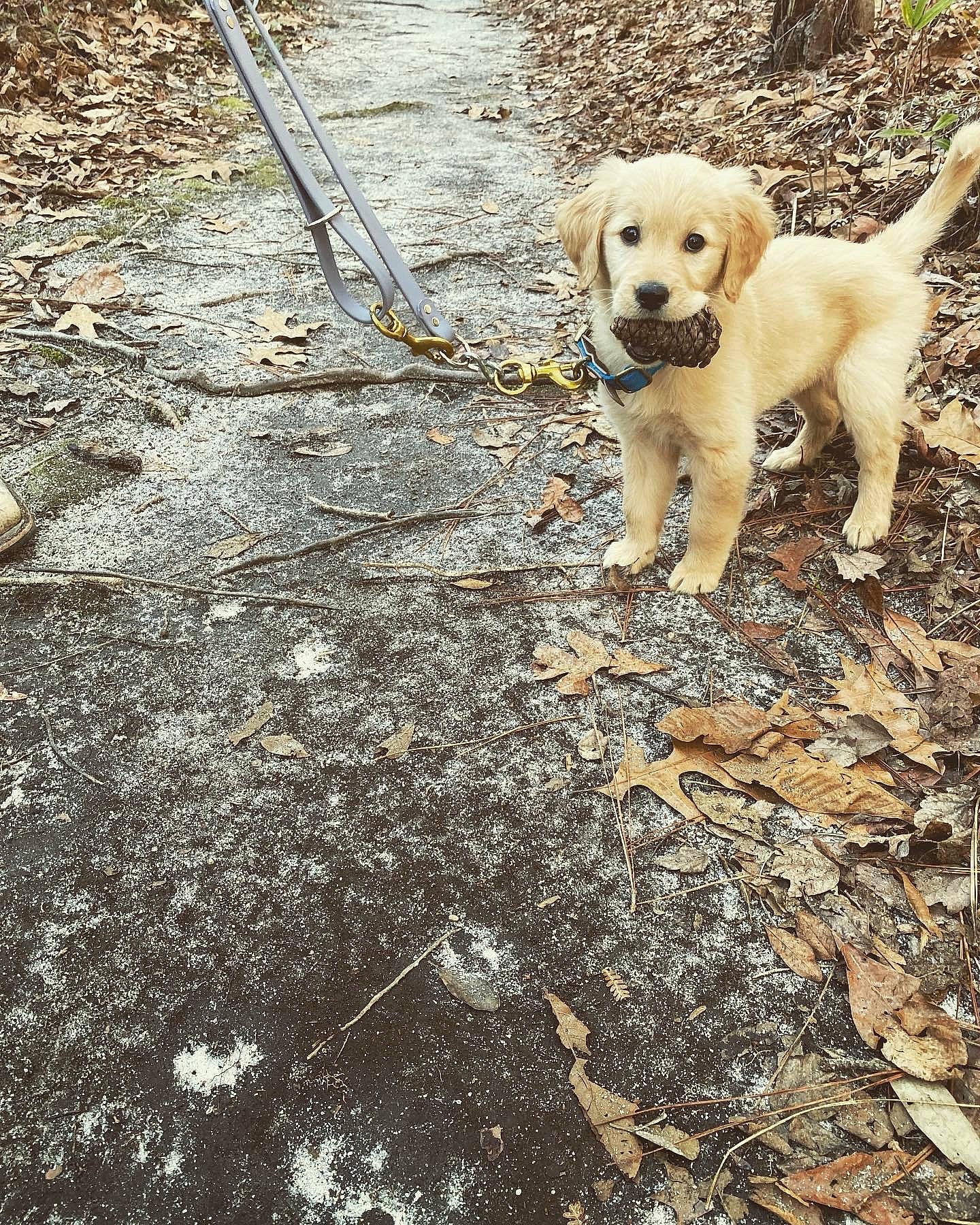 Sadie is registered to the contest to win money with this photo: asphalt, canidae, carnivore, companion_dog, dog, dog_breed, fawn, golden_retriever, gun_dog, labrador_retriever, leash, pet_supply, retriever, road_surface, soil, sporting_group, street_dog, tail, walking, working_animal