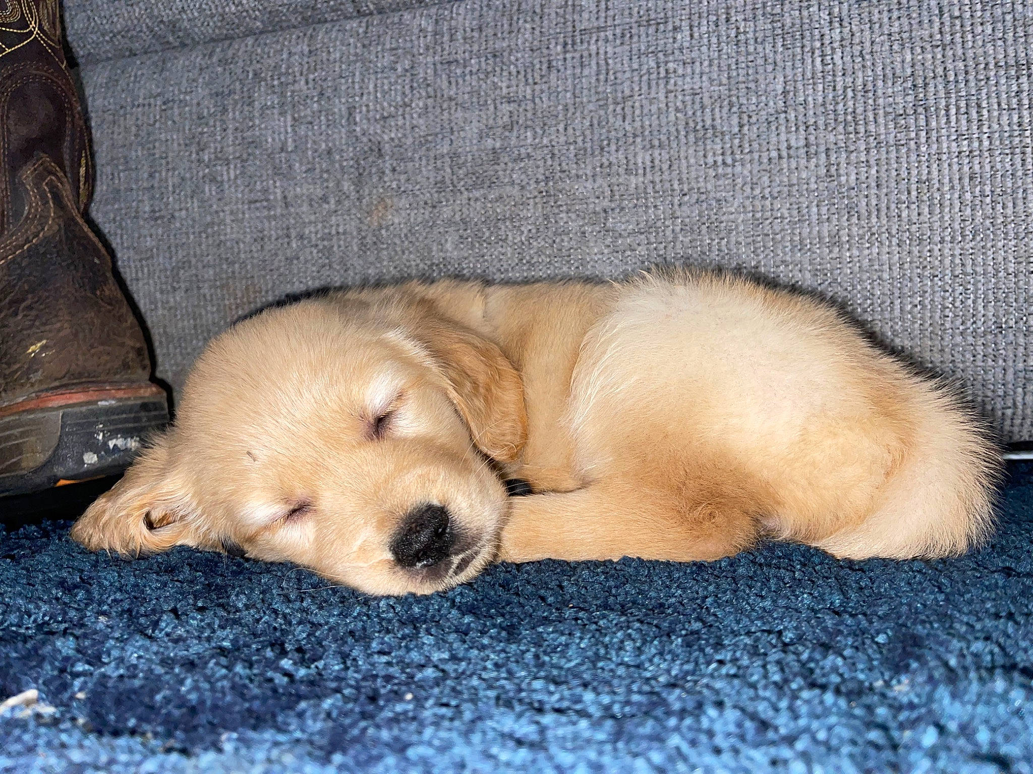 Sadie is registered to the contest to win money with this photo: canidae, carnivore, comfort, companion_dog, dog, dog_breed, fawn, flooring, fur, golden_retriever, nap, paw, puppy, retriever, snout, sporting_group, tail, terrestrial_animal, whiskers, working_animal