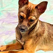 Lilbit is registered to the contest to win money with this photo: dog, small_dog, pet, brown_fur, ears, bed, blanket, bedding, indoor, cute, portrait, lying_down, paws, fur, snout, looking_down, relaxed, animal, closeup, companion