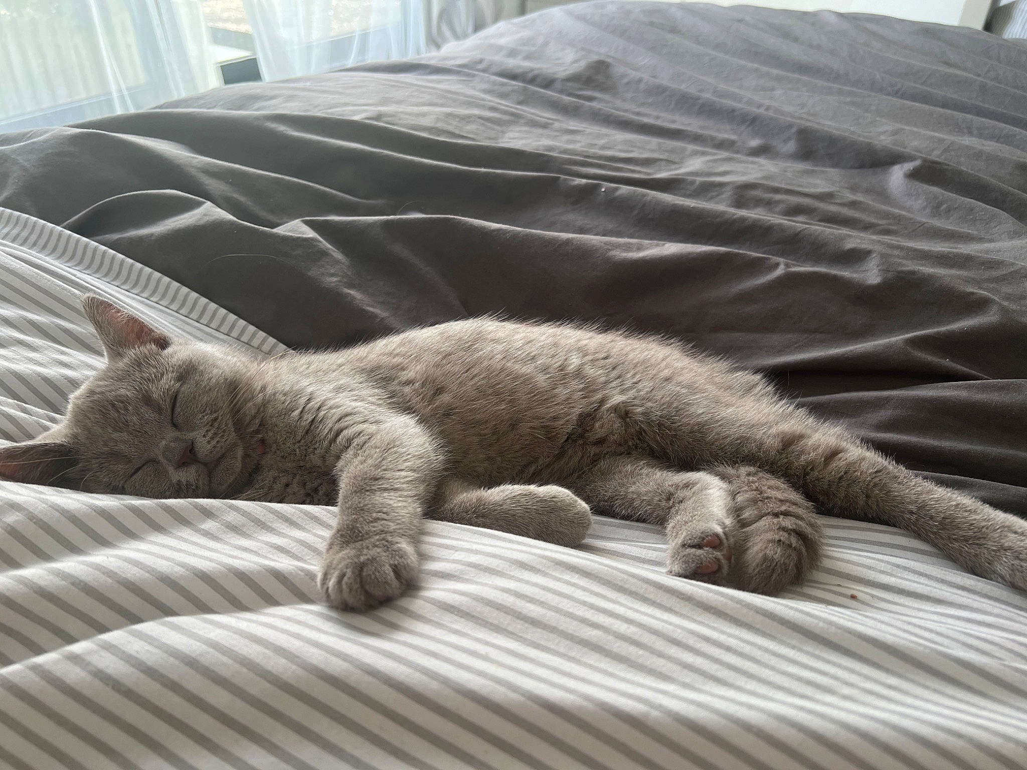 Lila joined the competition — help win amazing prizes! bedding, carnivore, cat, claw, comfort, domestic_short_haired_cat, duvet, felidae, fur, grey, linens, paw, room, small_to_medium_sized_cats, snout, tail, terrestrial_animal, textile, whiskers, wood