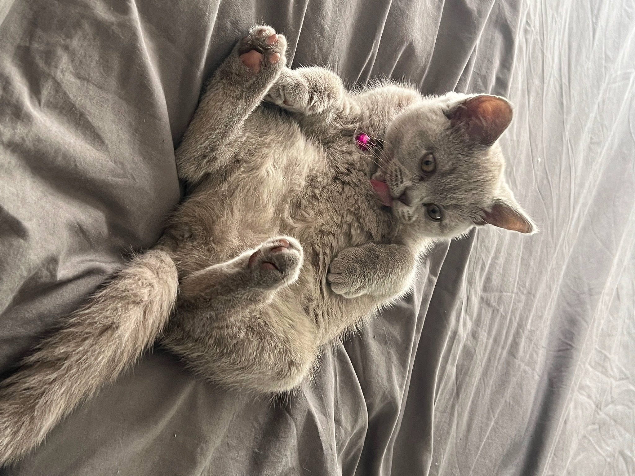 Lila is registered to the contest to win money with this photo: carnivore, cat, claw, comfort, domestic_short_haired_cat, ear, felidae, fur, gesture, grass, grey, paw, russian_blue, small_to_medium_sized_cats, snout, tail, terrestrial_animal, whiskers, wildlife, wood