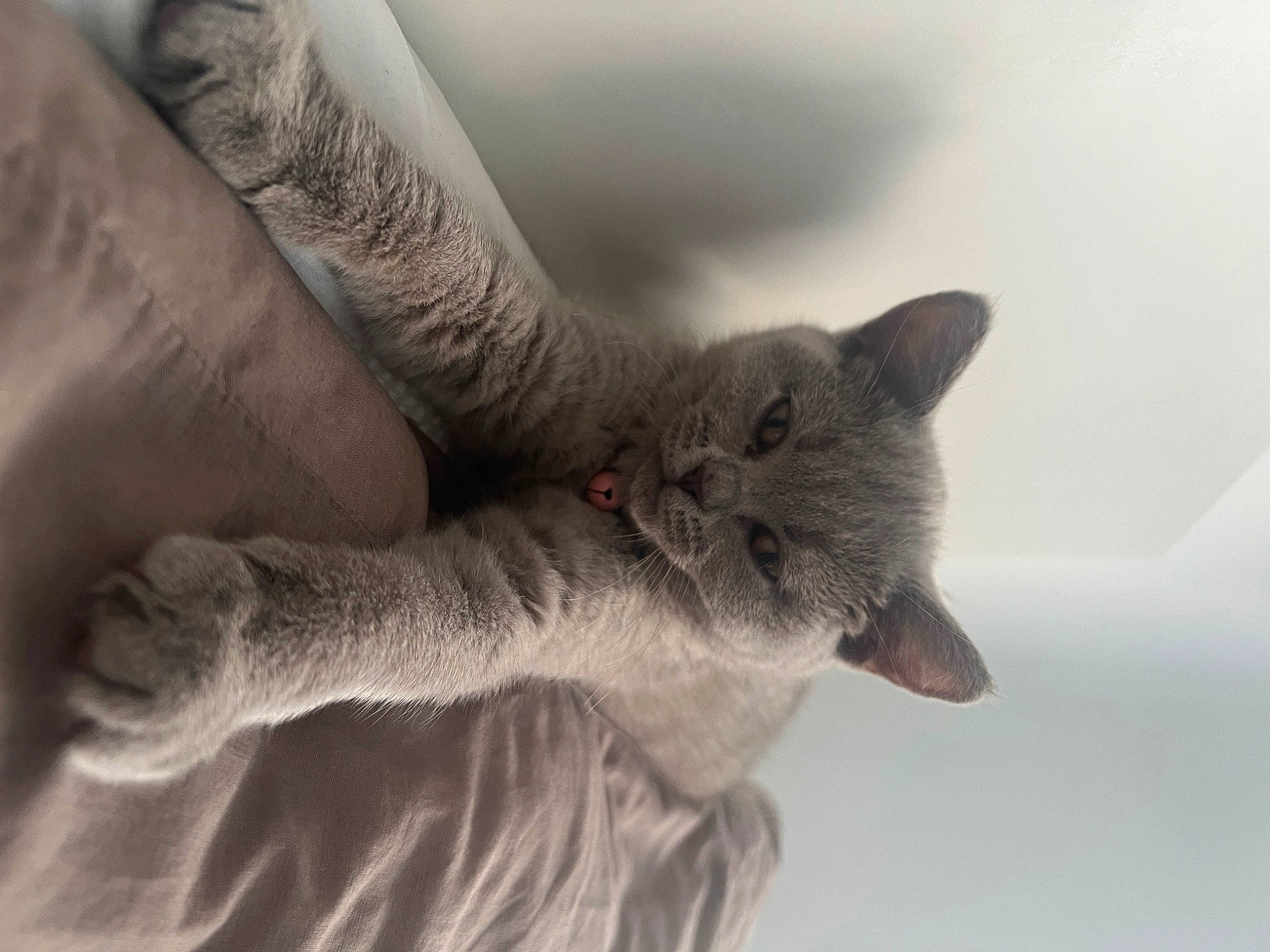 Lila is registered to the contest to win money with this photo: carnivore, cat, claw, comfort, domestic_short_haired_cat, ear, felidae, fur, gesture, grey, paw, russian_blue, small_to_medium_sized_cats, snout, tail, tree, whiskers, wildlife