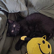 Stinky Binky is registered to the contest to win money with this photo: bed, black_cat, cozy, curious, cute, domestic_animal, feline, fur, green_bedding, indoor, kitten, pet, playful, plush_toy, resting, sleeping_area, smiley_face, soft_toy, whiskers, young_animal