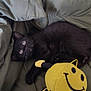 bed, black_cat, cozy, curious, cute, domestic_animal, feline, fur, green_bedding, indoor, kitten, pet, playful, plush_toy, resting, sleeping_area, smiley_face, soft_toy, whiskers, young_animal