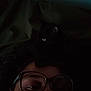 Stinky Binky is registered to the contest to win money with this photo: animal, black_cat, cat, closeup, dark_background, eye, eyewear, face, glasses, head, human, indoor, laying_down, low_light, person, pet, portrait, resting, septum_piercing, shadow