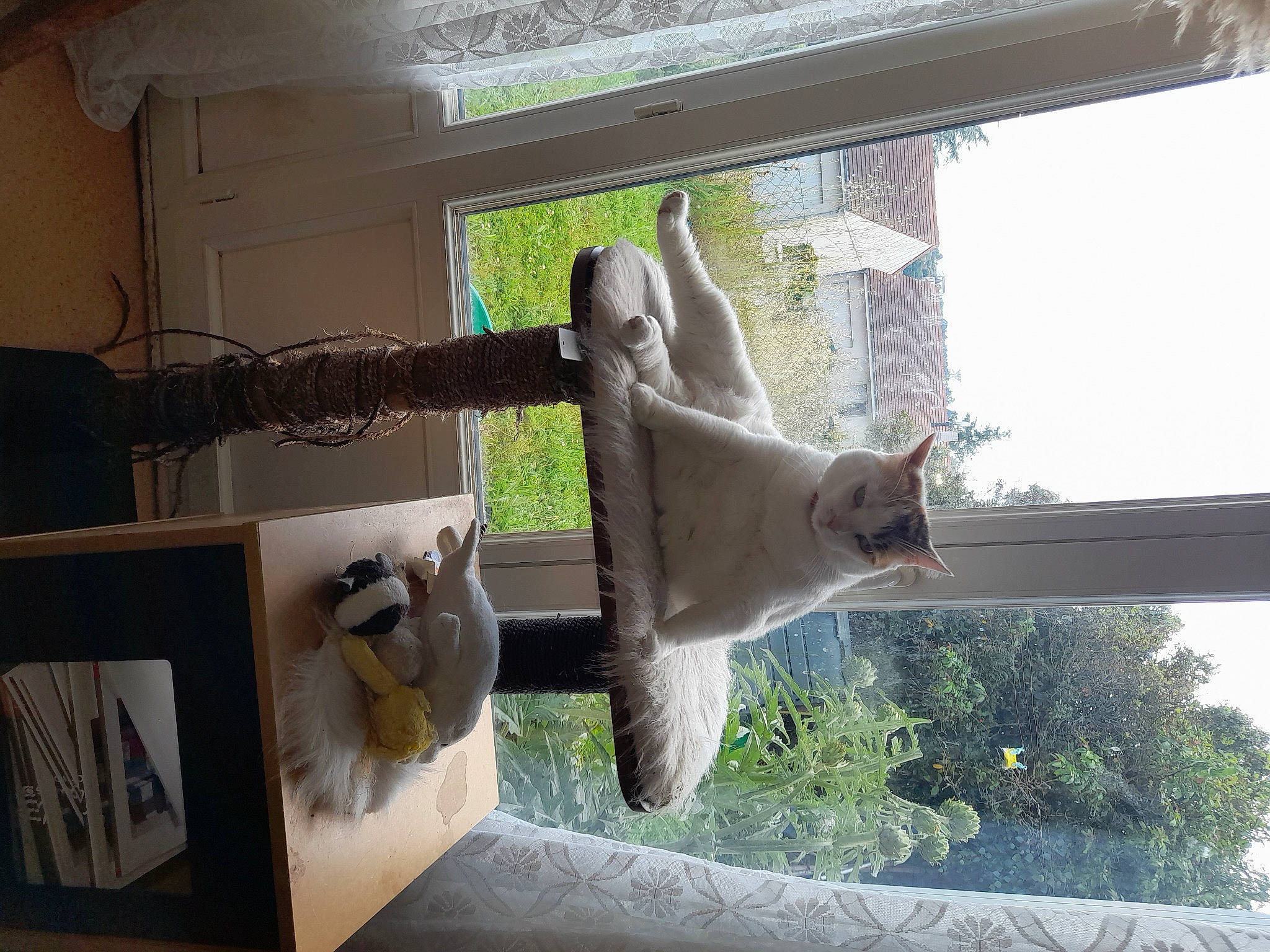 Louloute a rejoint le concours — aidez-le/la à gagner de superbes lots ! art, daylighting, fixture, glass, house, interior_design, plant, room, sash_window, sculpture, shade, statue, tints_and_shades, tree, visual_arts, window, window_treatment, wood