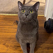 Rubble is registered to the contest to win money with this photo: animal, carpet, cat, chair, curious, cute, domestic_animal, ears, feline, flooring, gray_cat, home_interior, indoor, laundry_basket, looking_up, paws, pet, whiskers, wooden_floor, yellow_eyes