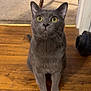animal, carpet, cat, chair, curious, cute, domestic_animal, ears, feline, flooring, gray_cat, home_interior, indoor, laundry_basket, looking_up, paws, pet, whiskers, wooden_floor, yellow_eyes