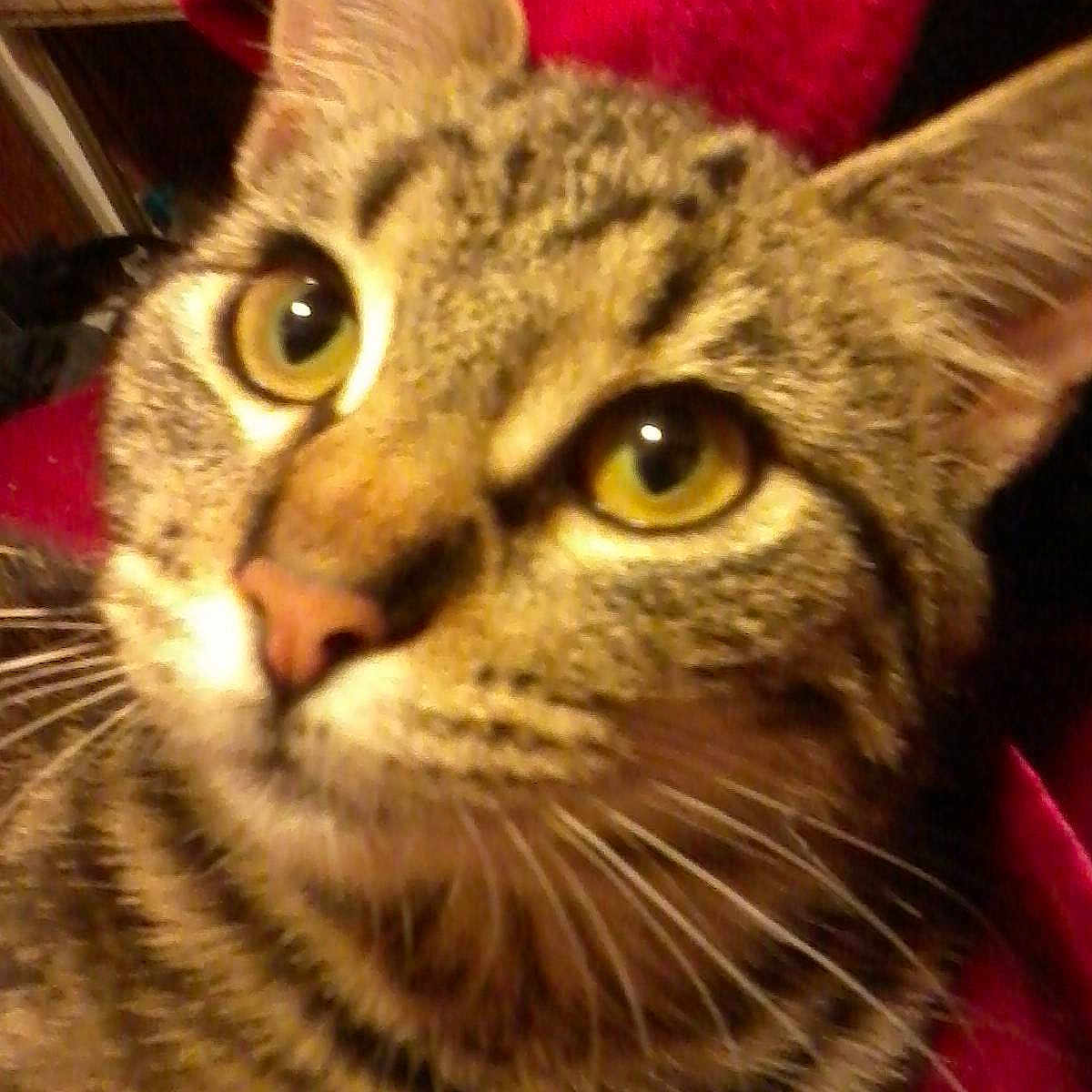 Peaches