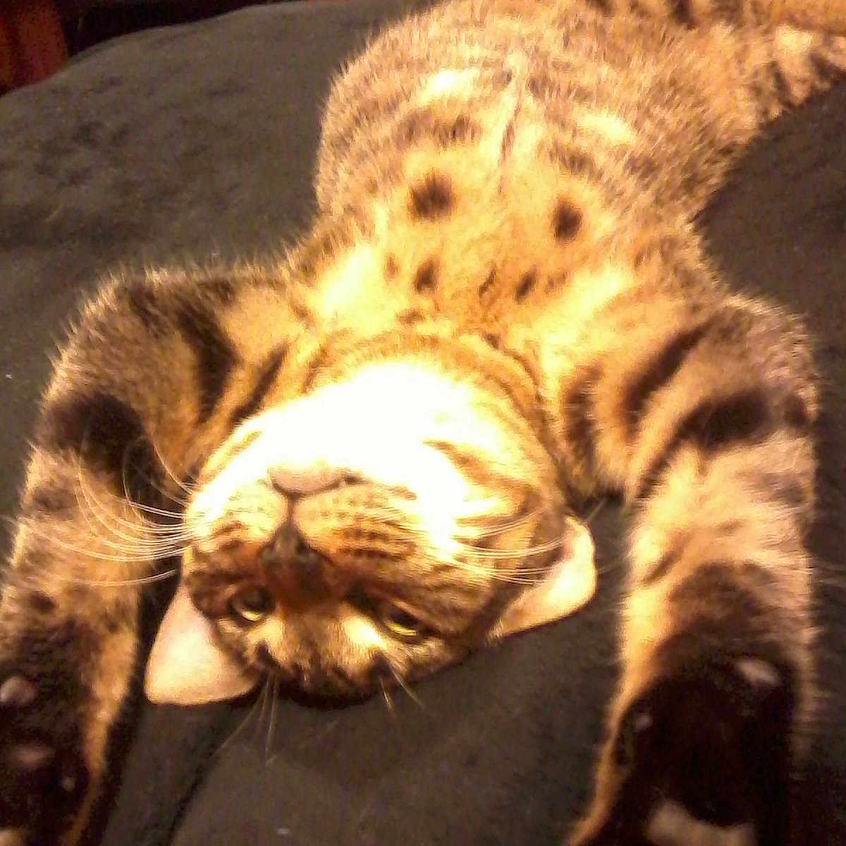 Neelix