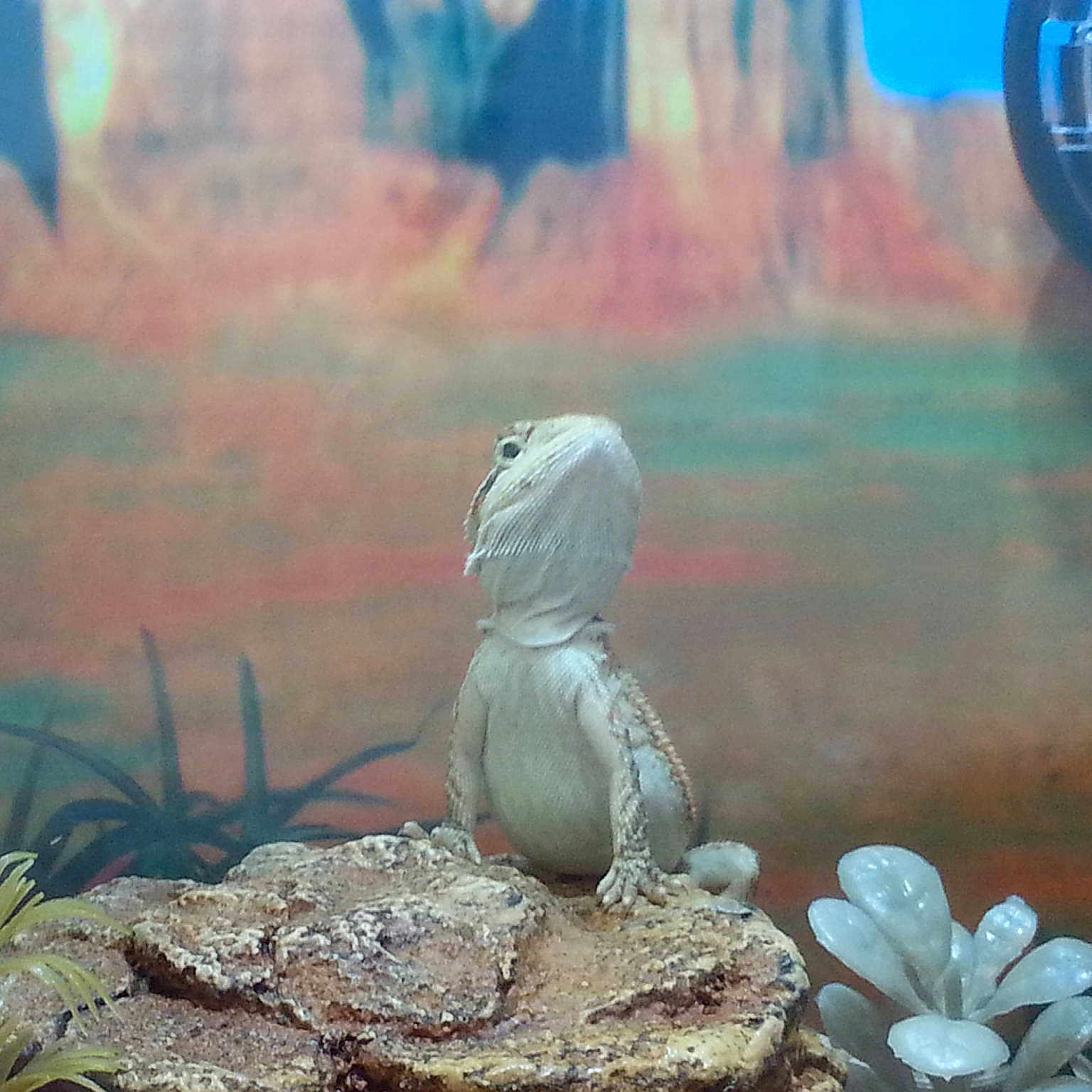 Rango is registered to the contest to win money with this photo: