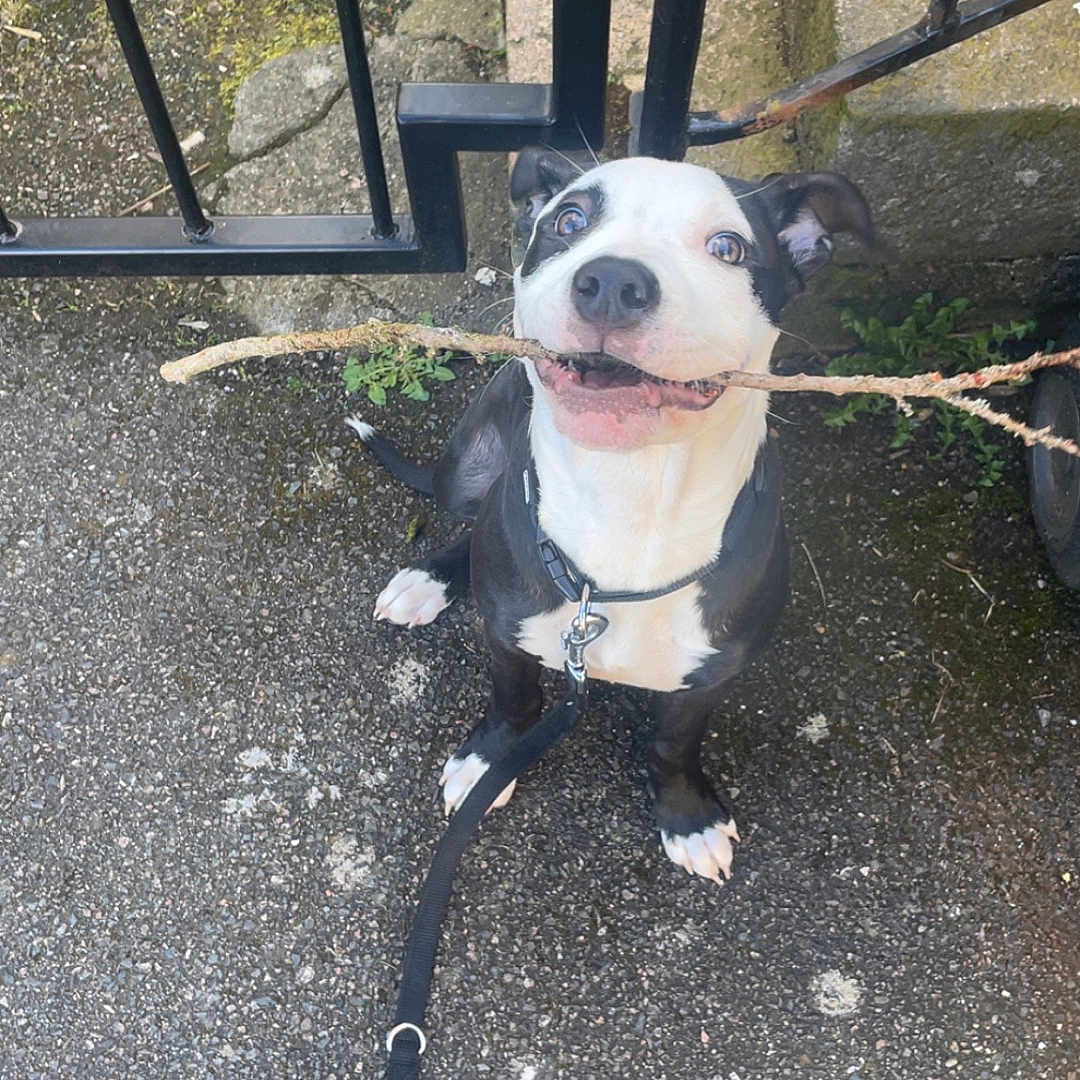 Athéna participe au concours pour gagner de l'argent avec cette photo : accessories, animal, belt, bostonbull, boxer, bulldog, canine, dog, fence, hound, leash, machine, path, pet, pitbull, puppy, slate, strap, walkway, wheel