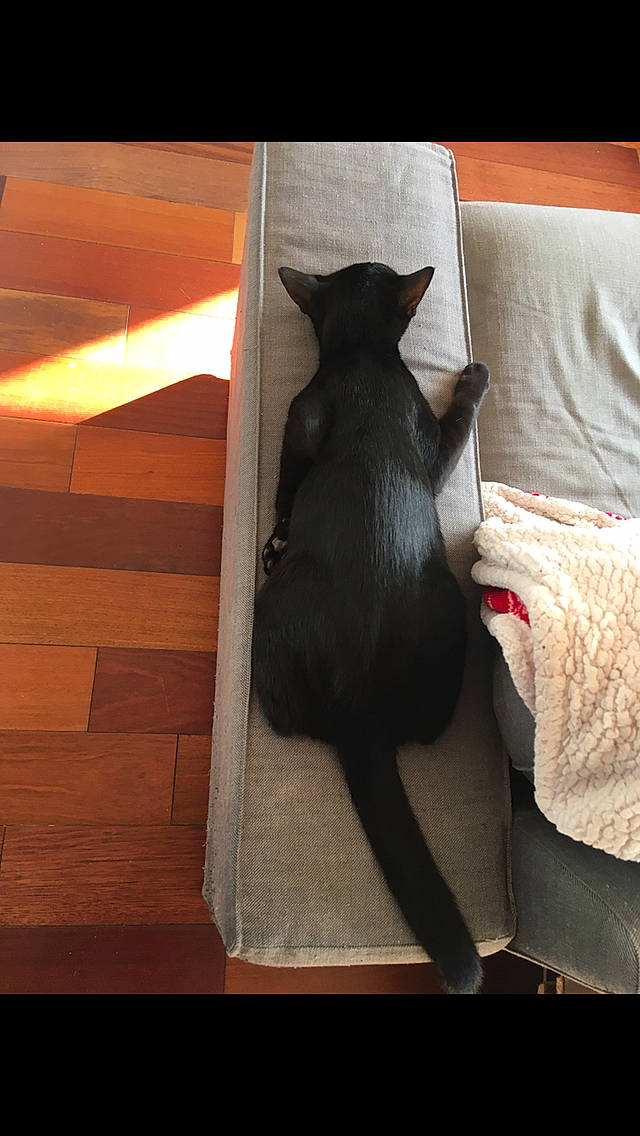 Blacky a rejoint le concours — aidez-le/la à gagner de superbes lots ! black_cat, carnivore, cat, felidae, room, small_to_medium_sized_cats, tail, whiskers