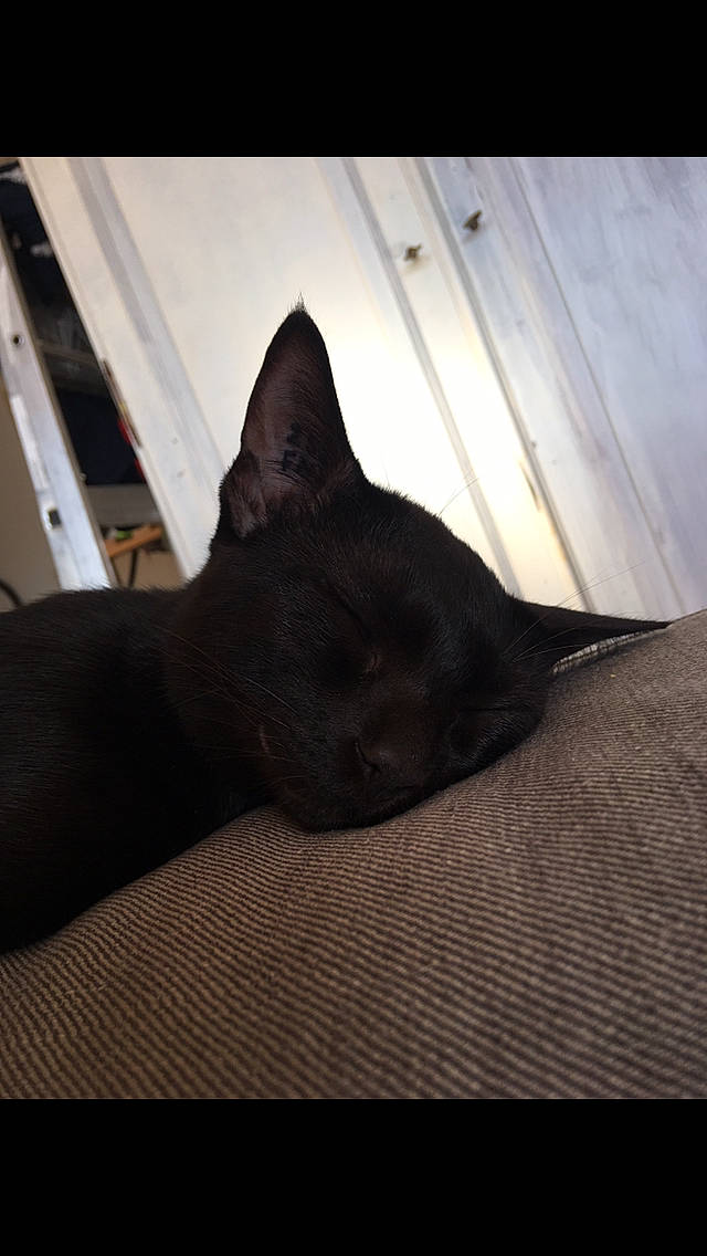 Blacky a rejoint le concours — aidez-le/la à gagner de superbes lots ! black, black_cat, burmese, carnivore, cat, ear, eye, felidae, fur, sky, small_to_medium_sized_cats, snout, tail, whiskers