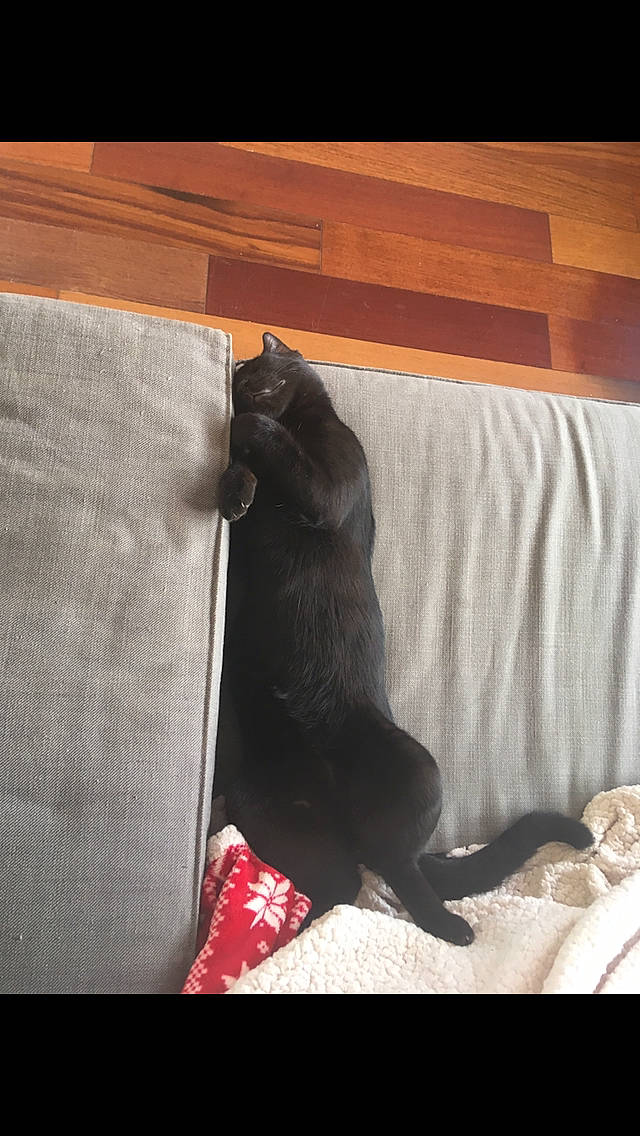 Blacky participe au concours pour gagner de l'argent avec cette photo : black, black_cat, british_shorthair, carnivore, cat, chartreux, felidae, korat, leg, russian_blue, small_to_medium_sized_cats, sporting_group, tail, whiskers