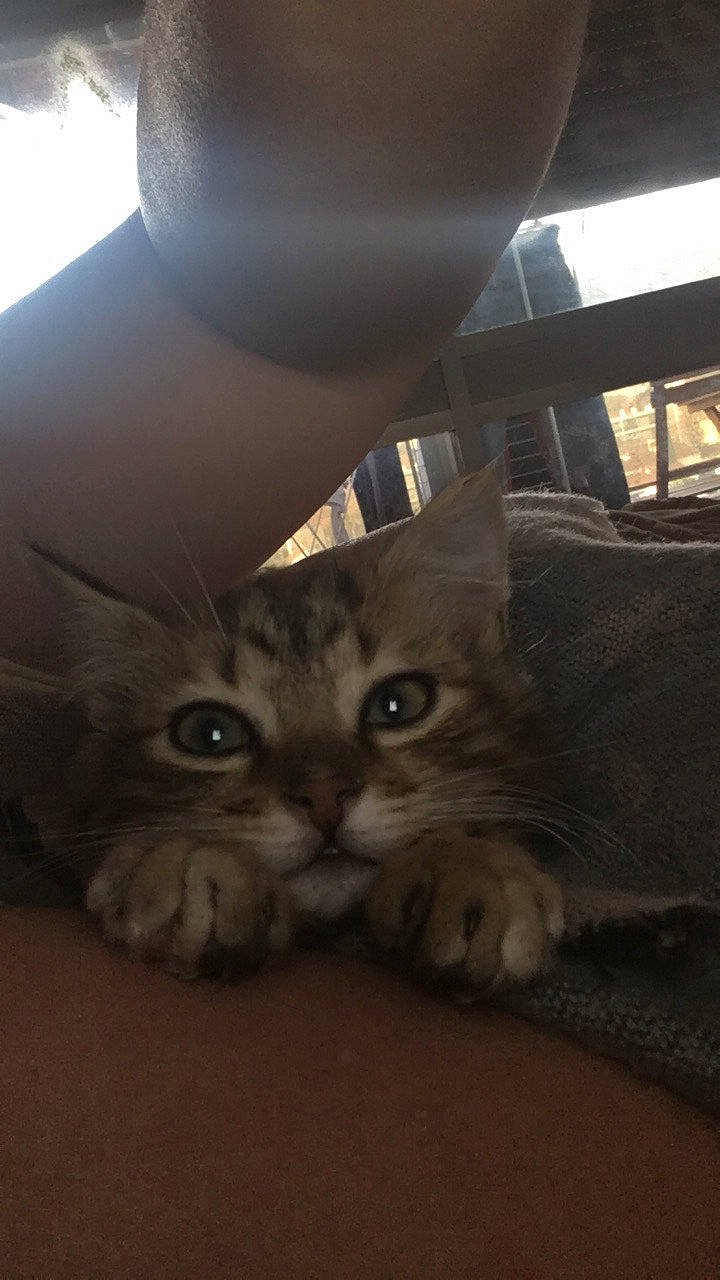 Pistache participe au concours pour gagner de l'argent avec cette photo : american_shorthair, asian, bengal, british_semi_longhair, carnivore, cat, domestic_short_haired_cat, european_shorthair, eye, fawn, felidae, kitten, maine_coon, mammal, munchkin, pixie_bob, siberian, small_to_medium_sized_cats, tabby_cat, whiskers