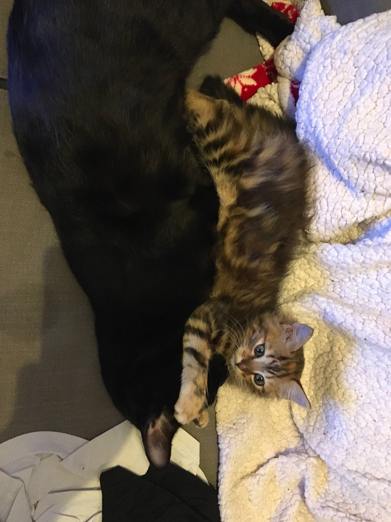 Pistache participe au concours pour gagner de l'argent avec cette photo : asian, bengal, carnivore, cat, claw, domestic_short_haired_cat, egyptian_mau, european_shorthair, felidae, fur, german_rex, kitten, ocicat, pixie_bob, savannah, small_to_medium_sized_cats, tabby_cat, tail, toyger, whiskers