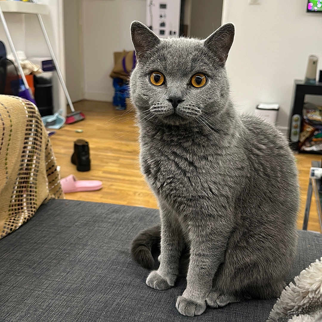 Tigrou participe au concours pour gagner de l'argent avec cette photo : amber_eyes, background, cat, couch, cozy, curious, domestic_animal, ears, feline, fur, furniture, gray_cat, home, indoor, living_room, pet, relaxed, sitting, whiskers, wooden_floor