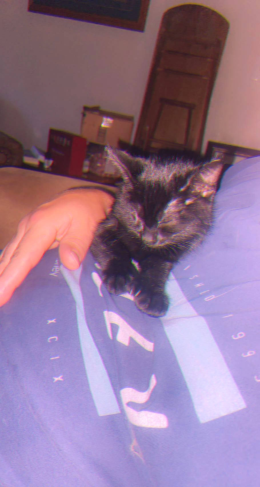 Eclipse is registered to the contest to win money with this photo: black_cat, carnivore, cat, claw, domestic_short_haired_cat, electric_blue, felidae, flooring, fur, gesture, nail, paw, room, small_to_medium_sized_cats, tail, thumb, vertebrate, whiskers