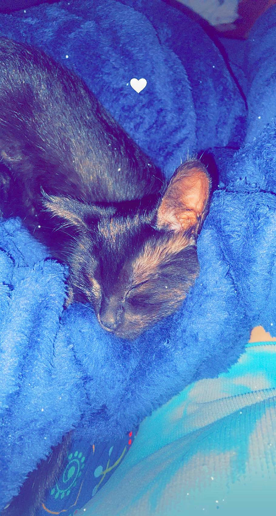 Eclipse joined the competition — help win amazing prizes! art, carnivore, cat, cloud, comfort, domestic_short_haired_cat, electric_blue, felidae, fur, grass, linens, meteorological_phenomenon, sky, small_to_medium_sized_cats, snout, tail, textile, tints_and_shades, visual_arts, whiskers