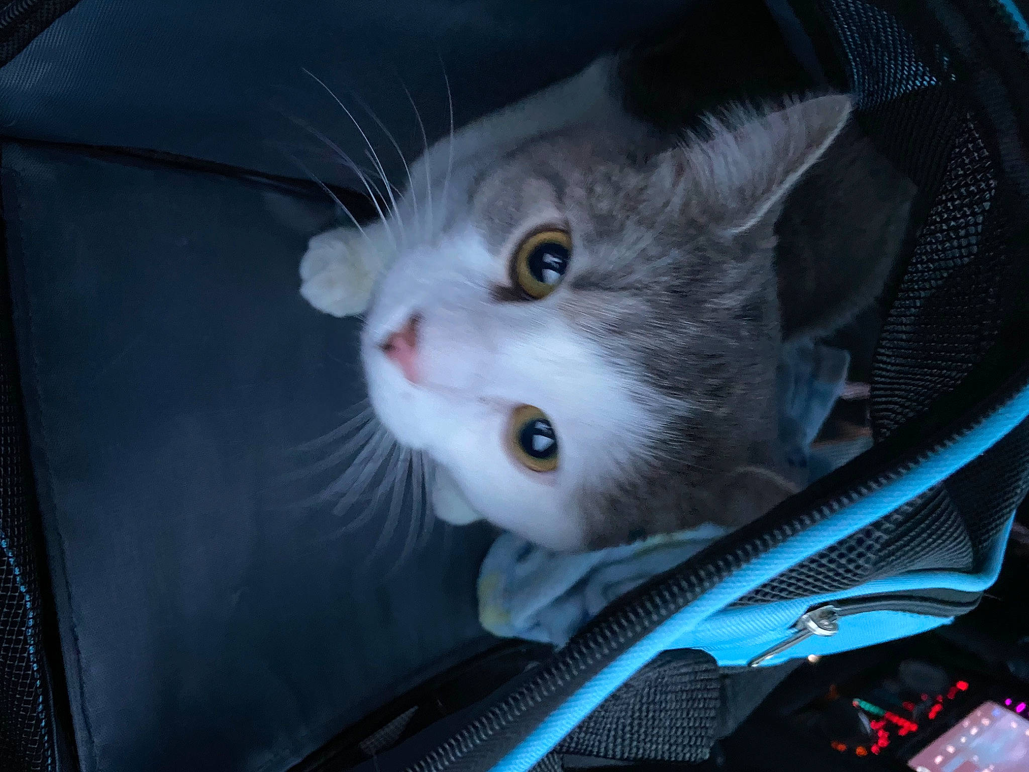 Pluto joined the competition — help win amazing prizes! auto_part, box, carnivore, cat, domestic_short_haired_cat, eye, felidae, fur, head, small_to_medium_sized_cats, snout, whiskers