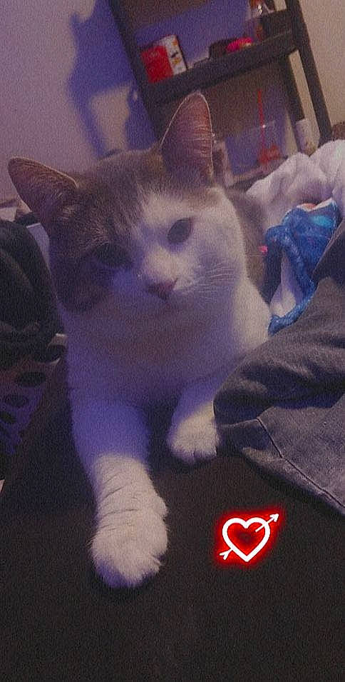 Pluto is registered to the contest to win money with this photo: art, carnivore, cat, domestic_short_haired_cat, electric_blue, eye, felidae, fur, head, paw, photo_caption, sky, small_to_medium_sized_cats, snout, square, tail, whiskers