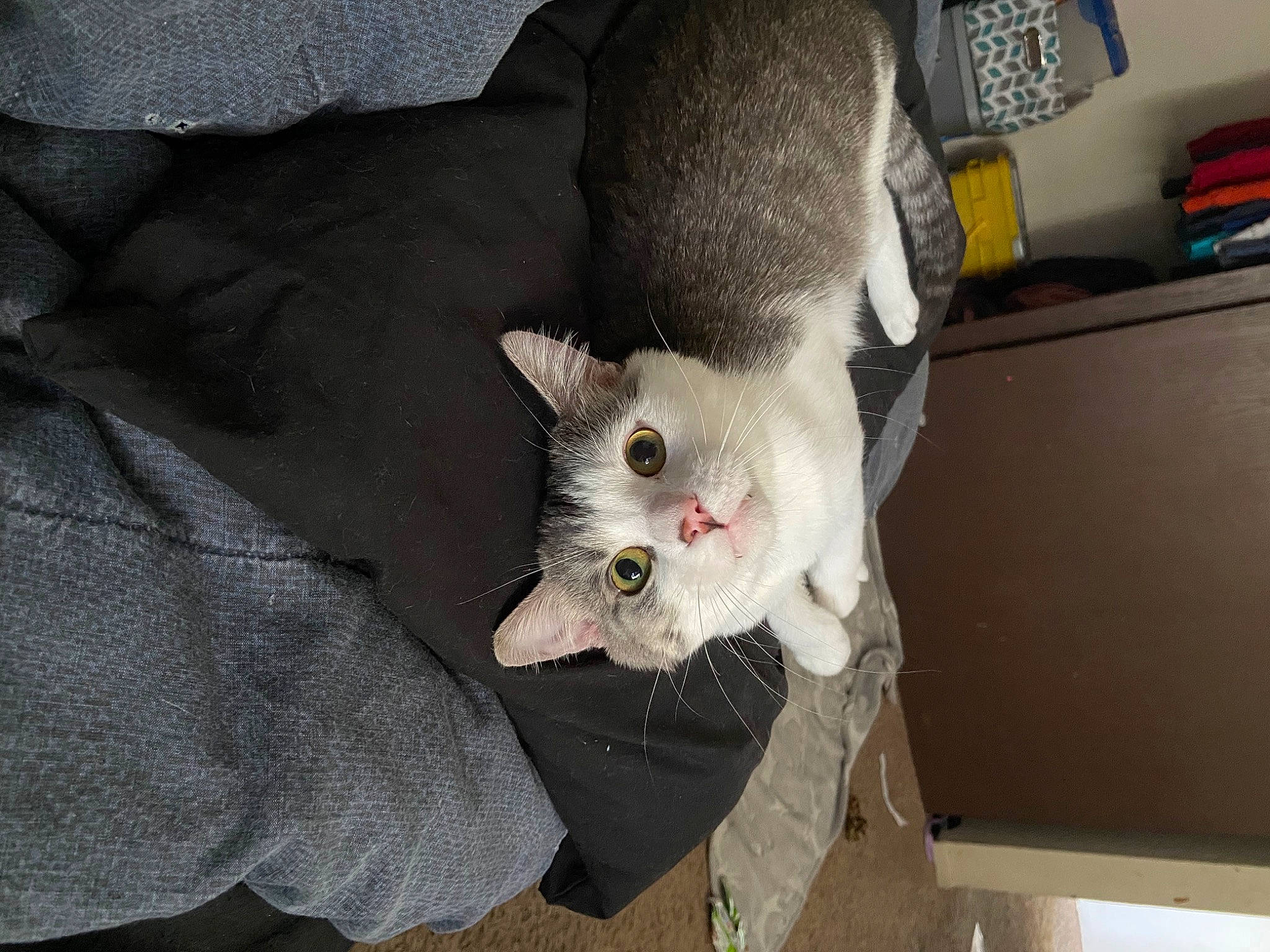 Pluto is registered to the contest to win money with this photo: box, carnivore, cat, comfort, domestic_short_haired_cat, felidae, fur, small_to_medium_sized_cats, whiskers