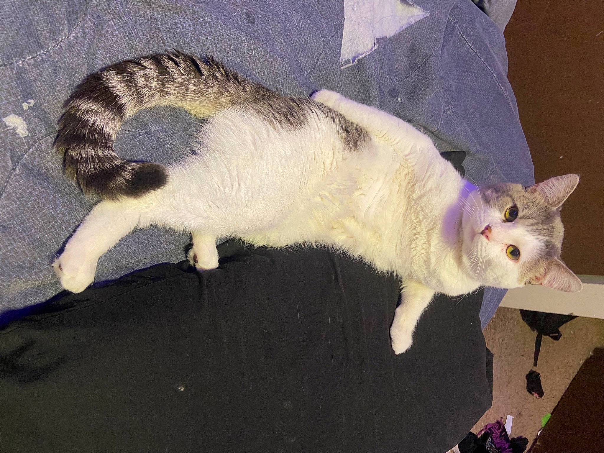 Pluto joined the competition — help win amazing prizes! balinese, carnivore, cat, claw, comfort, domestic_short_haired_cat, fawn, felidae, fur, paw, small_to_medium_sized_cats, snout, tail, terrestrial_animal, whiskers