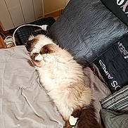 India a rejoint le concours — aidez-le/la à gagner de superbes lots ! cat, fluffy, sleeping, bed, pillow, blanket, indoor, pet, relaxing, cozy, fur, animal, cute, resting, domestic, mammal, whiskers, tail, comfort, nap