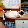 India a rejoint le concours — aidez-le/la à gagner de superbes lots ! cat, furniture, desk, window, curtains, television, drawer, toy, plush_toy, wood, room, indoor, relaxed, pet, animal, paw, home, resting, sleeping, cozy