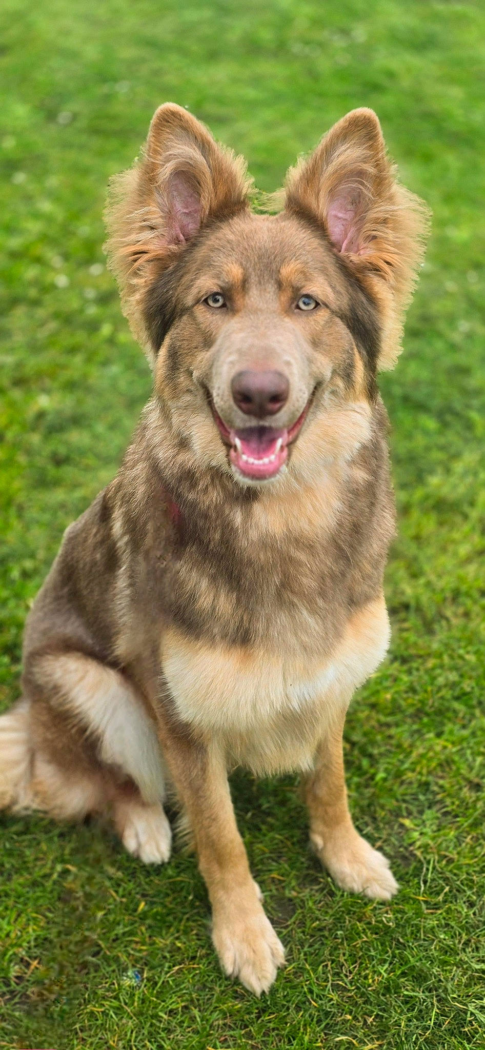 Phoebe joined the competition — help win amazing prizes! biting, canidae, carnivore, collar, companion_dog, dog, dog_breed, fang, fawn, fur, grass, snout, sporting_group, terrestrial_animal, tervuren, working_animal, working_dog