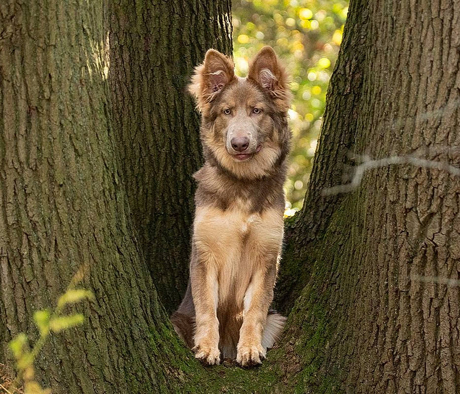 Phoebe joined the competition — help win amazing prizes! canidae, canis, carnivore, companion_dog, dog, dog_breed, fawn, forest, fur, plant, snout, sporting_group, tail, terrestrial_animal, tree, trunk, whiskers, wood, woodland, working_animal