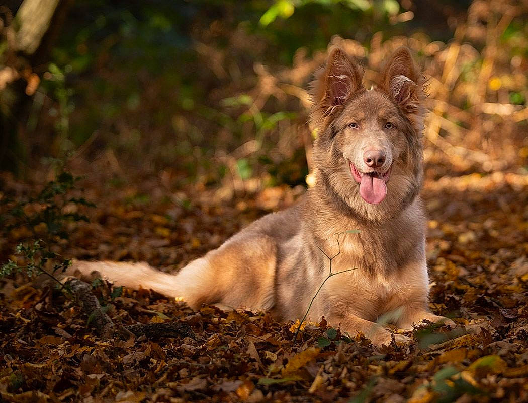 Phoebe is registered to the contest to win money with this photo: big_cats, canidae, carnivore, dog, dog_breed, fang, felidae, forest, fur, grass, landscape, lion, liver, plant, roar, soil, sporting_group, terrestrial_animal, whiskers, yawn