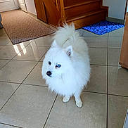 Uliss participe au concours pour gagner de l'argent avec cette photo : animal, blue_eyes, canine, curious, dog, domestic_animal, fluffy, fur, home, house, indoor, looking_away, mat, pet, portrait, small_dog, stairs, standing, tile_floor, white_dog