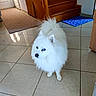 animal, blue_eyes, canine, curious, dog, domestic_animal, fluffy, fur, home, house, indoor, looking_away, mat, pet, portrait, small_dog, stairs, standing, tile_floor, white_dog