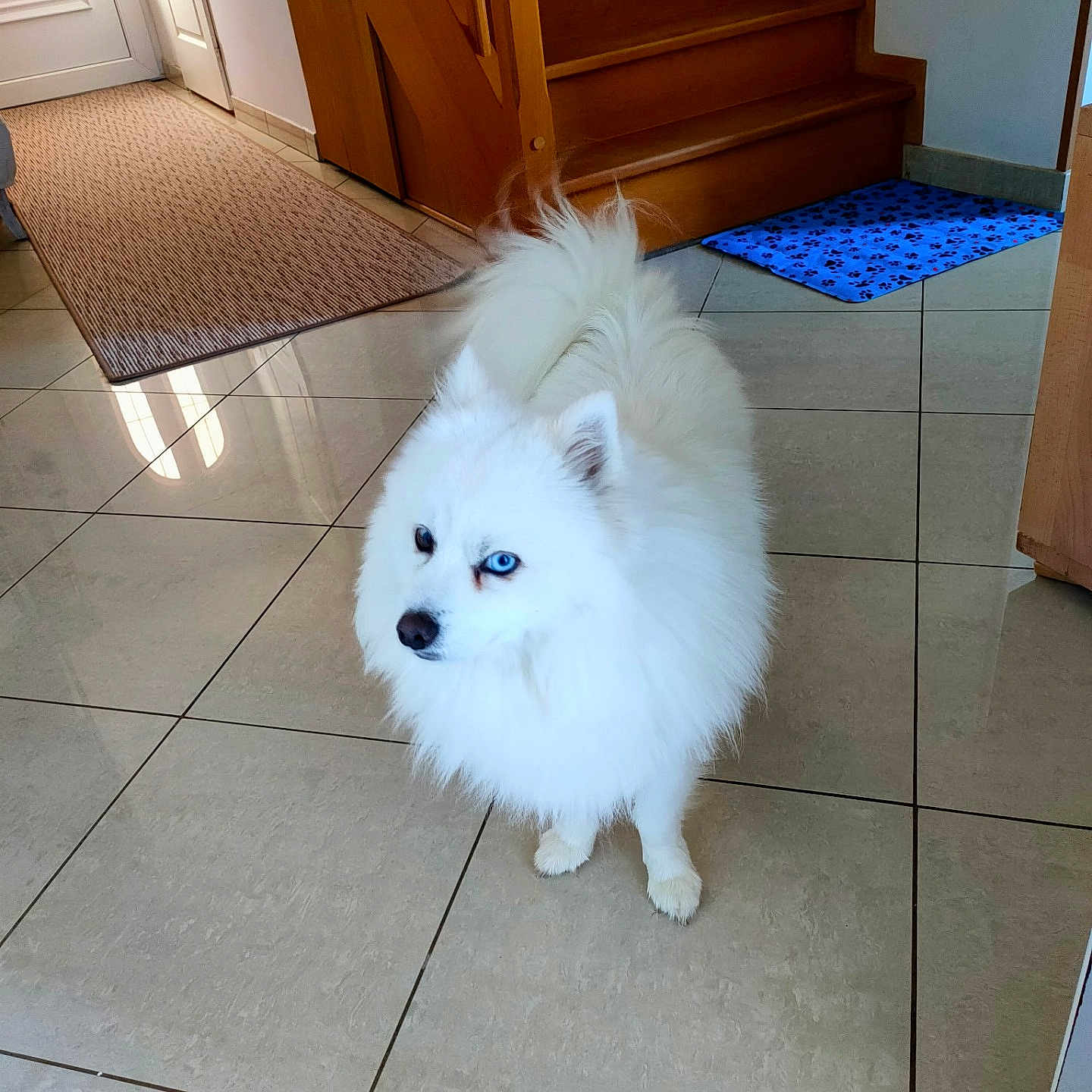 Uliss participe au concours pour gagner de l'argent avec cette photo : animal, blue_eyes, canine, curious, dog, domestic_animal, fluffy, fur, home, house, indoor, looking_away, mat, pet, portrait, small_dog, stairs, standing, tile_floor, white_dog