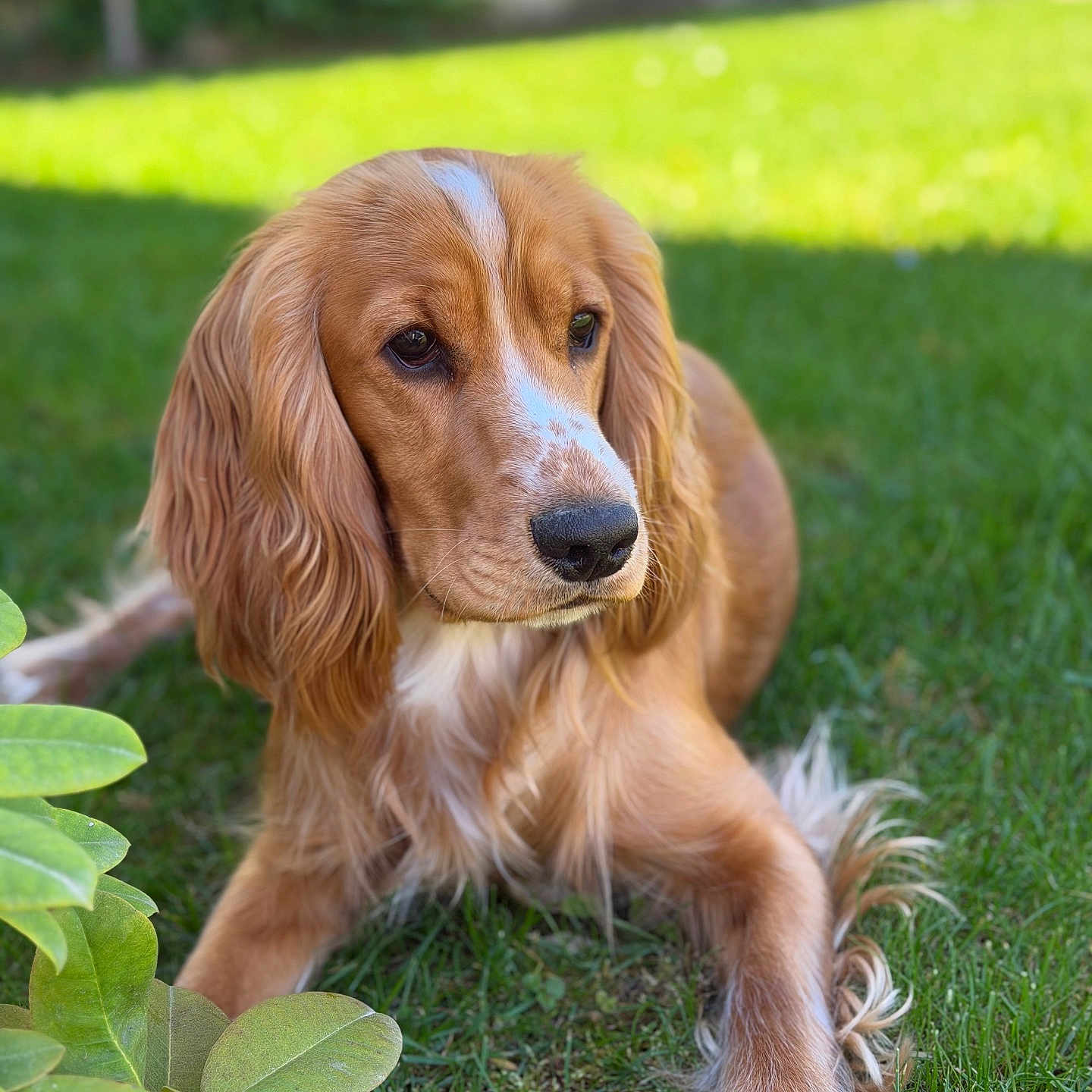 Alonz a rejoint le concours — aidez-le/la à gagner de superbes lots ! animal, canine, closeup, daylight, dog, ears, fur, garden, golden_brown, grass, laying_down, leaf, muzzle, nature, outdoor, pet, portrait, relaxed, snout, whiskers