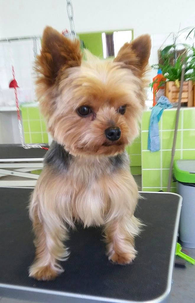 Gala a rejoint le concours — aidez-le/la à gagner de superbes lots ! australian_silky_terrier, biewer_terrier, cairn_terrier, canidae, carnivore, companion_dog, dog, dog_breed, mammal, morkie, norwich_terrier, puppy, rare_breed_dog, small_terrier, snout, terrier, toy_dog, vertebrate, yorkipoo, yorkshire_terrier