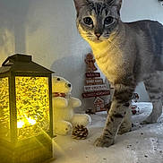 Blanche participe au concours pour gagner de l'argent avec cette photo : cat, lantern, polar_bear_plush, pinecone, holiday_decor, snowy_surface, warm_light, festive, indoor, wall, table, decoration, sign, north_pole, hot_chocolate, candy_canes, santas_workshop, gingerbread_man, cozy, curious