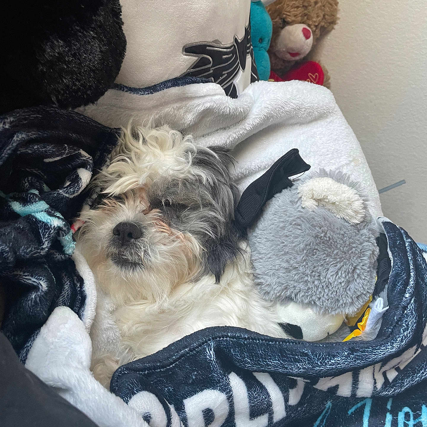 Snowball joined the competition — help win amazing prizes! animal, ball, blanket, canine, couch, cushion, dog, football, furniture, homedecor, laundry, linen, person, pet, plush, puppy, sleeping, soccer, terrier, toy