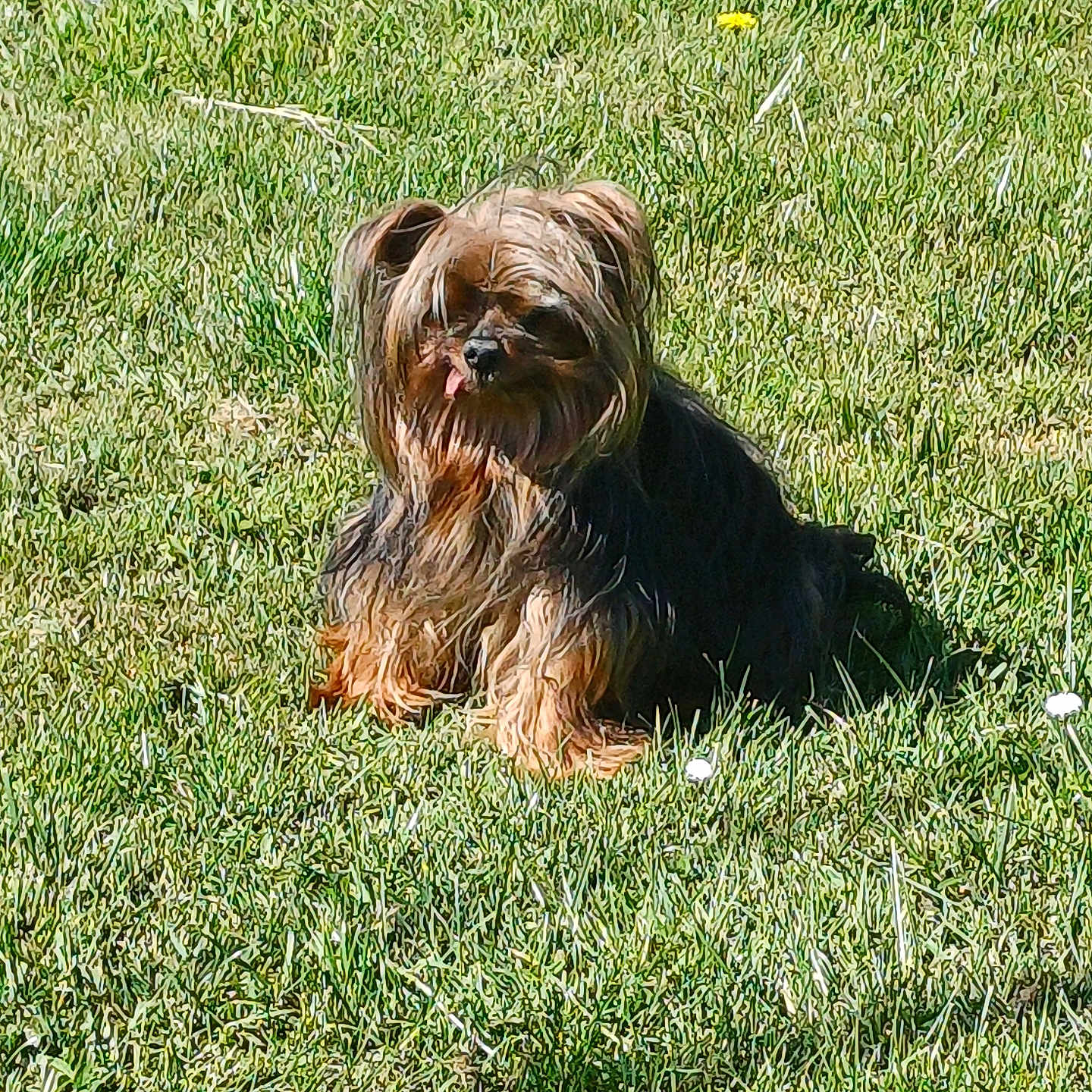 Fydgy participe au concours pour gagner de l'argent avec cette photo : affenpinscher, animal, ball, canine, dog, field, football, grass, grassland, lawn, nature, outdoors, pet, plant, puppy, soccer, soccerball, sport, terrier, yard