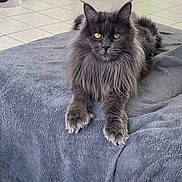 Upla a rejoint le concours — aidez-le/la à gagner de superbes lots ! animal, blanket, cat, cat_toys, cozy, ears, floor_tiles, fluffy, furniture, gray_cat, home, indoor, long_hair, lying_down, mammal, paws, pet, relaxed, whiskers, yellow_eyes