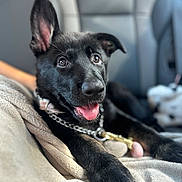 Megan joined the competition — help win amazing prizes! dog, puppy, black_dog, pet, canine, blanket, car_interior, tongue_out, chain_collar, closeup, cute, young_dog, fur, ears, nose, paw, relaxed, indoor, animal, companion