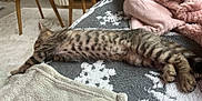 Croquette a rejoint le concours — aidez-le/la à gagner de superbes lots ! kitten, cat, tabby, stretching, blanket, pink_blanket, furniture, table, wooden_table, carpet, living_room, cozy, soft, patterned_blanket, indoor, pet, animal, sleeping, relaxed, home