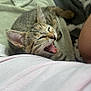 Croquette a rejoint le concours — aidez-le/la à gagner de superbes lots ! kitten, cat, animal, pet, feline, whiskers, ears, blanket, soft, cozy, indoor, resting, mouth_open, fur, striped, closeup, cute, small, young, sleepy
