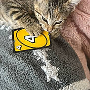 Croquette a rejoint le concours — aidez-le/la à gagner de superbes lots ! kitten, cat, tabby, animal, pet, playing_card, yellow_card, blanket, soft_texture, cozy, cute, paw, claw, fur, indoor, resting, pink_background, gray_blanket, close_up, young_cat